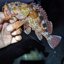 陸っぱり釣行記