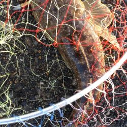 キジハタ2匹！マゴチ１匹！