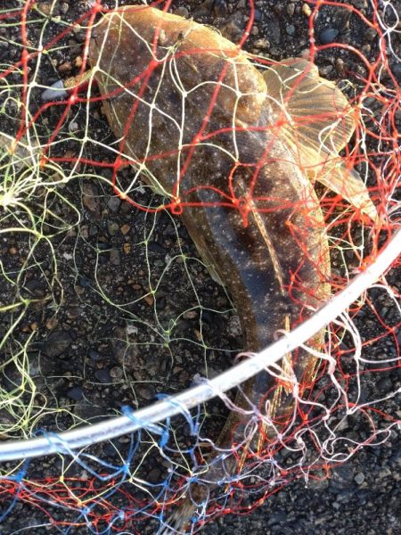 キジハタ2匹！マゴチ１匹！