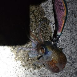 コウイカ1杯!ミミイカ1杯!