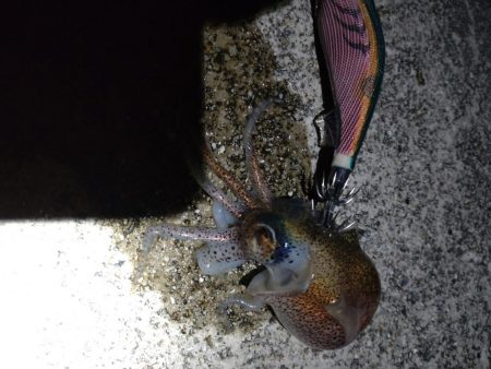 コウイカ1杯!ミミイカ1杯!