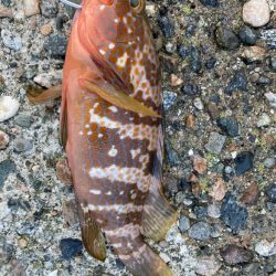 キジハタ1匹!カサゴ1匹!