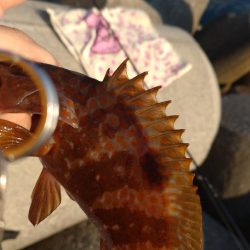 キジハタ、ヒラメ