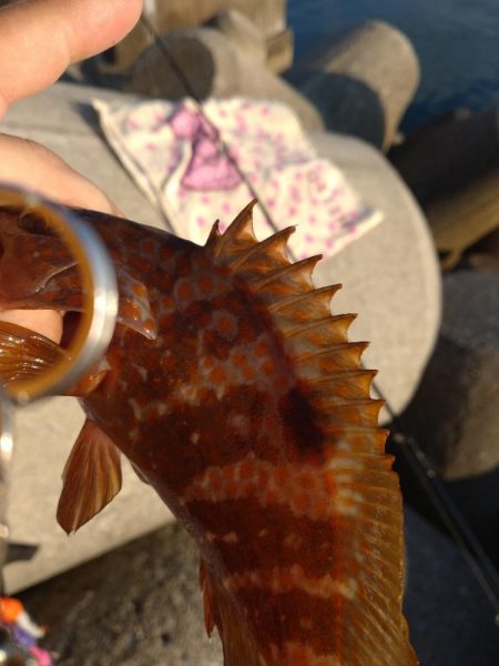 キジハタ、ヒラメ