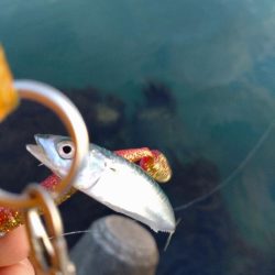 キジハタ、小サバ