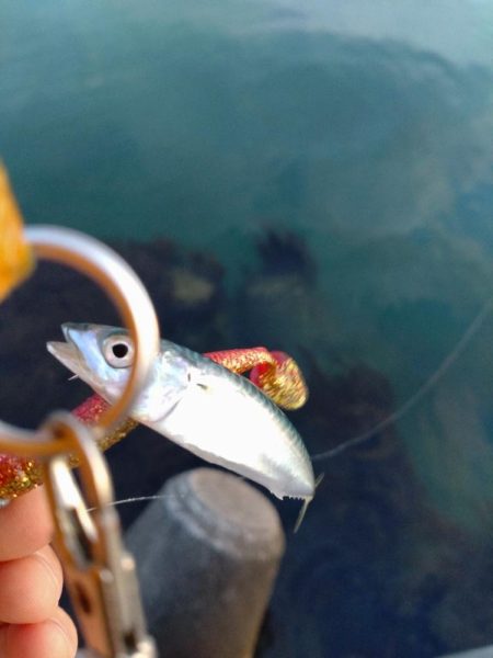 キジハタ、小サバ