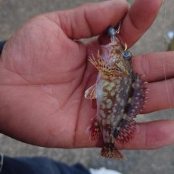 いろいろ釣れました