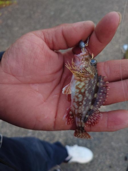 いろいろ釣れました