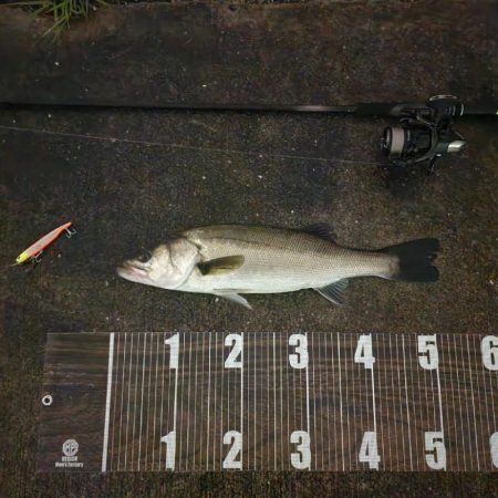 タコ🐙からシーバス🐟