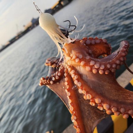 オクトパッシング🐙