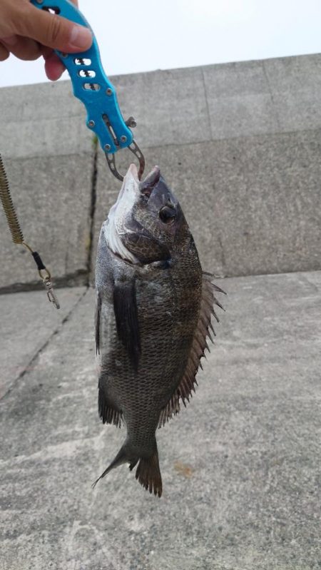 紀州釣りに挑戦しました🙋