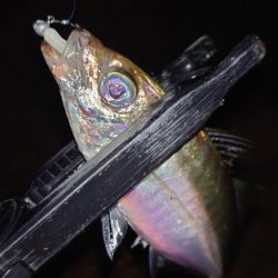 てっきり居着き鯵かと思いきや！？