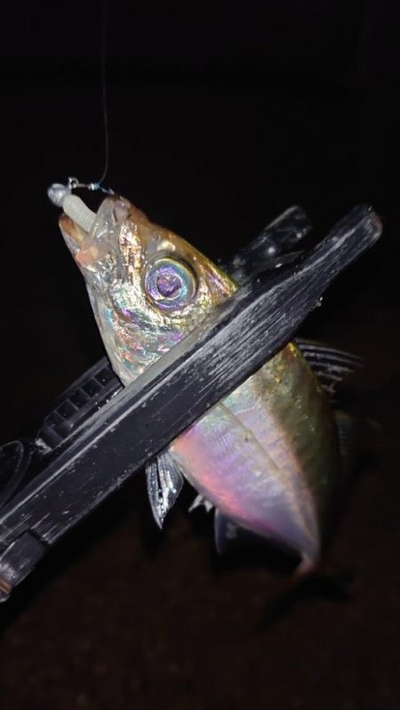 てっきり居着き鯵かと思いきや！？