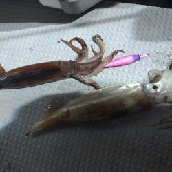 初めてのイカメタル！