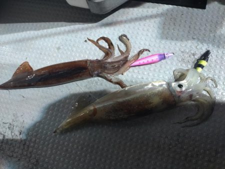 初めてのイカメタル！