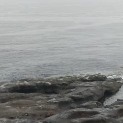 メジロ（ワラサ）今期青物始まりました