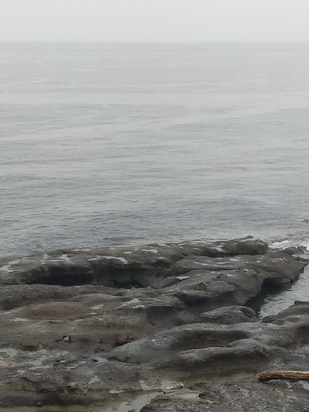 メジロ（ワラサ）今期青物始まりました