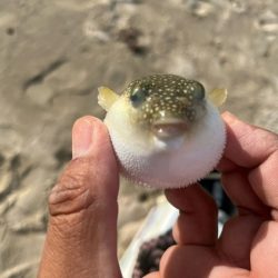 地元の釣り場を探ってみました