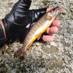 渇水ひどいので川選びですねー