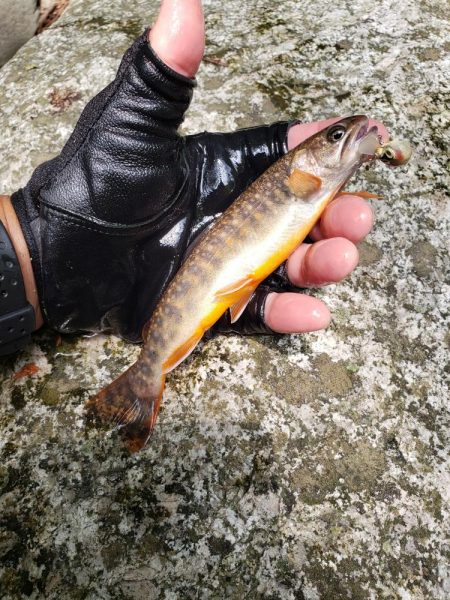 渇水ひどいので川選びですねー