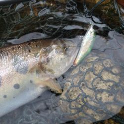 大荒れ続きで雨あとに期待