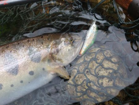 大荒れ続きで雨あとに期待