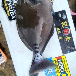 和歌山市江(吉丸渡船)でグレ釣り