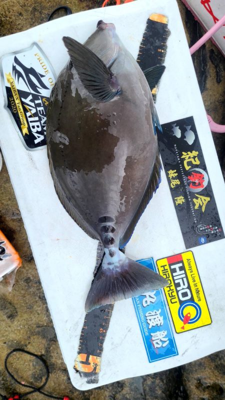 和歌山市江(吉丸渡船)でグレ釣り