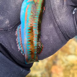 和歌山市江(吉丸渡船)でグレ釣り