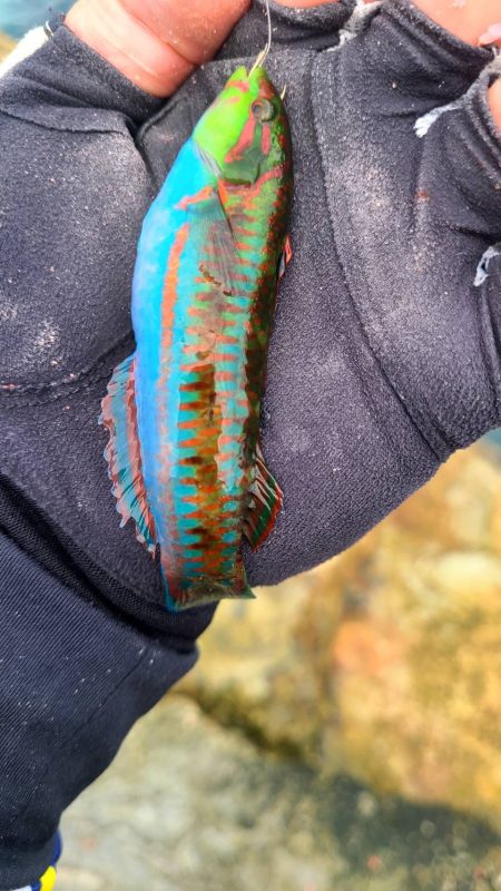 和歌山市江(吉丸渡船)でグレ釣り