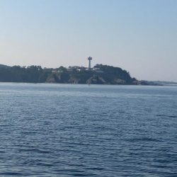 今年になっての青物初釣果