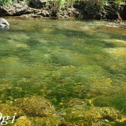 ド渇水の引原川