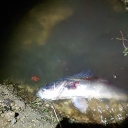 今日に限ってメジャー忘れた…