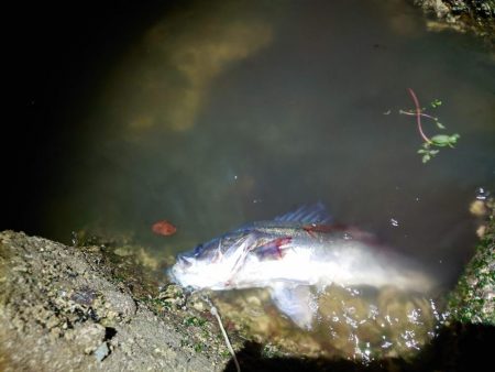 今日に限ってメジャー忘れた…