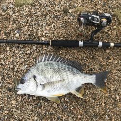 シャローでキビレ連発