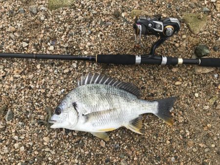 シャローでキビレ連発