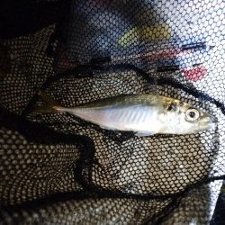 久々にアジ発見