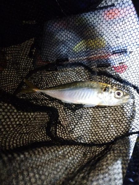 久々にアジ発見