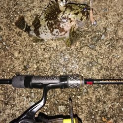 雨中メバリング