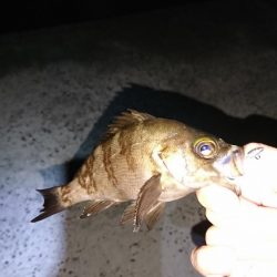 激難メバリング