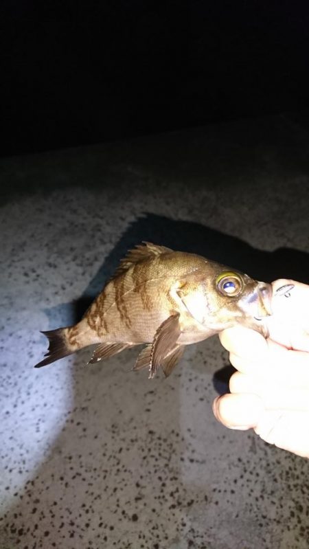 激難メバリング