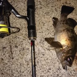 ライトロックフィッシュゲーム