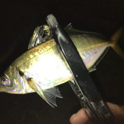 久々のアジング