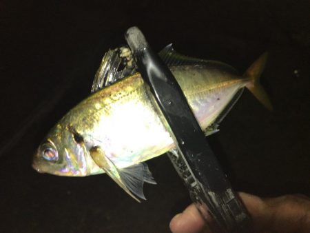 久々のアジング