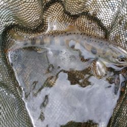 増水でイワナが高活性【天川】