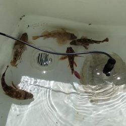 ボートエギング＆ロックフィッシュ