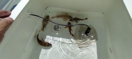 ボートエギング＆ロックフィッシュ