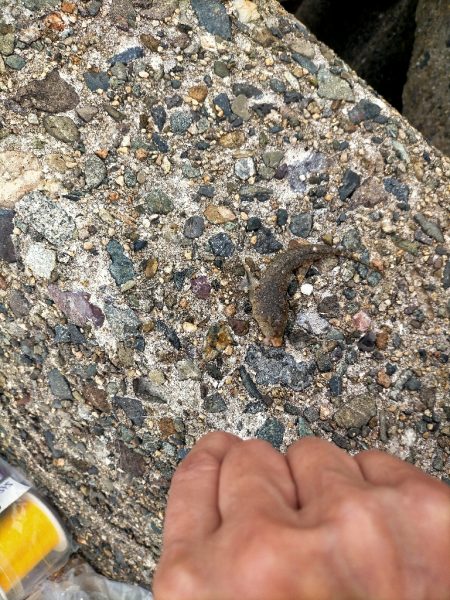 高活性だが···