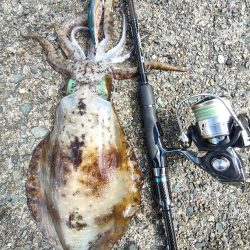 #アオリイカ　2.380Kg  1.1kg