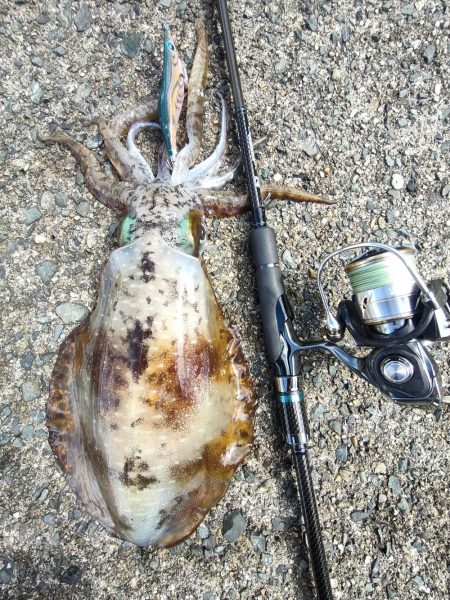 #アオリイカ　2.380Kg  1.1kg